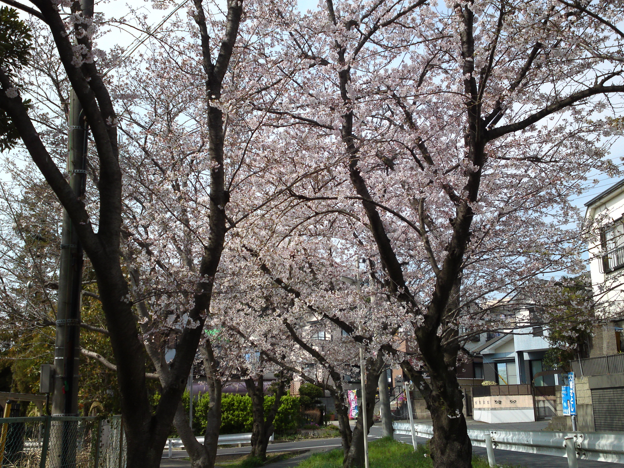 2017年市川東高校周辺の桜並木３