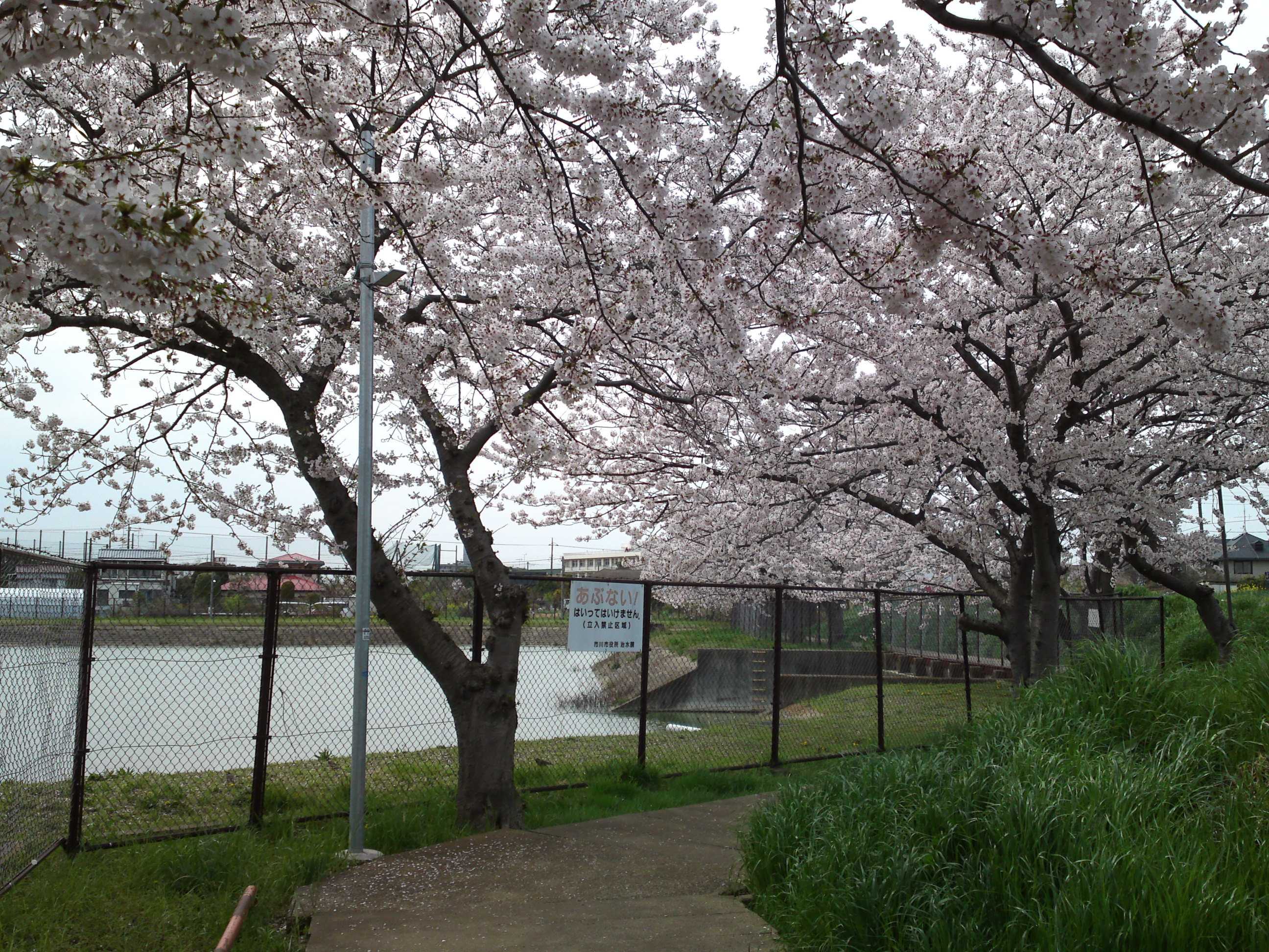 2017年市川東高校周辺の桜並木５