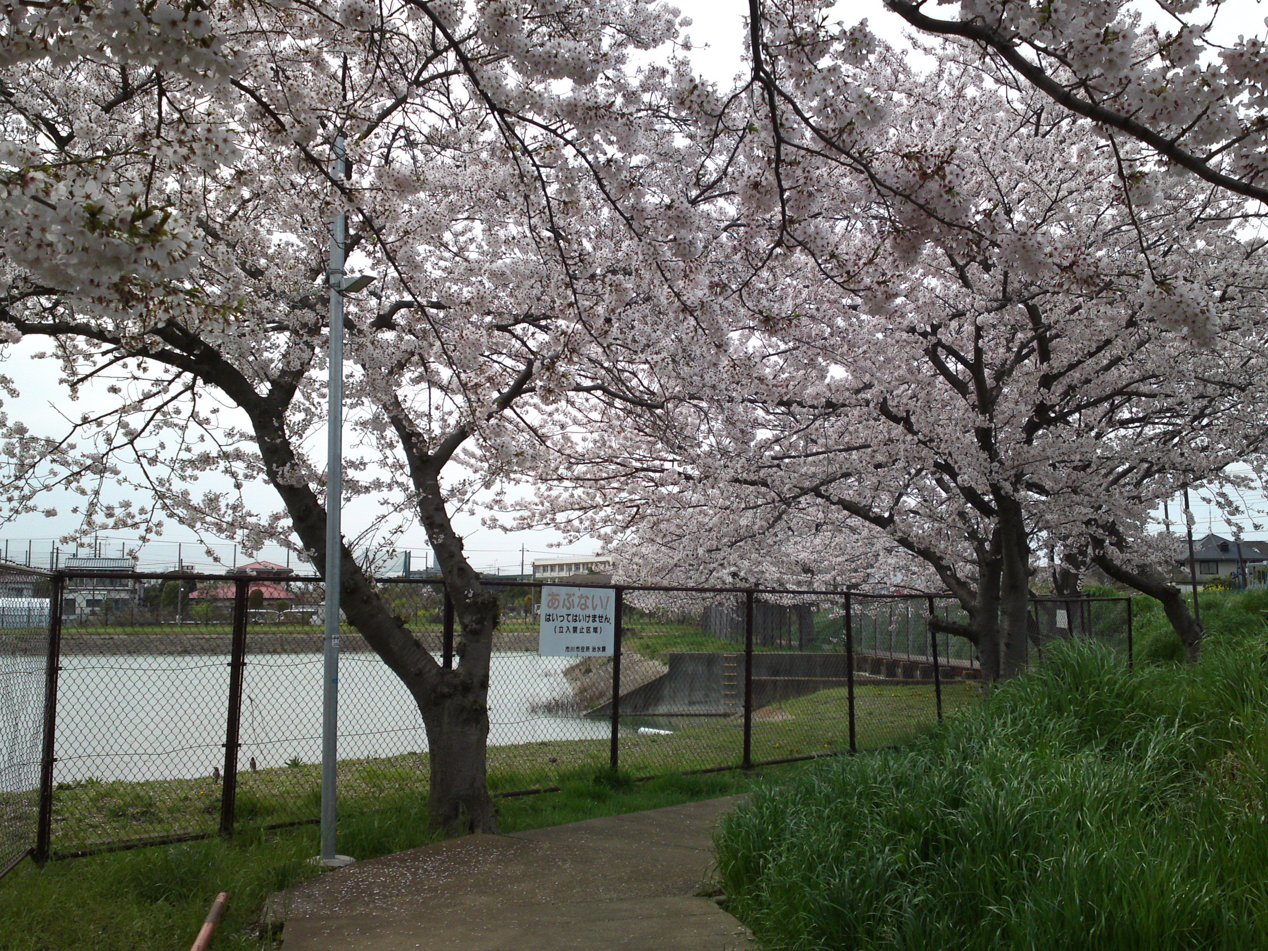 2017年市川東高校周辺の桜並木６
