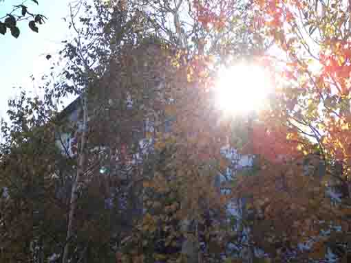 秋の陽と東山魁夷記念館