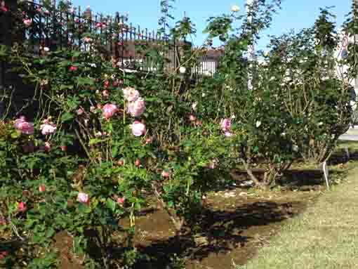 roses blooming in fall