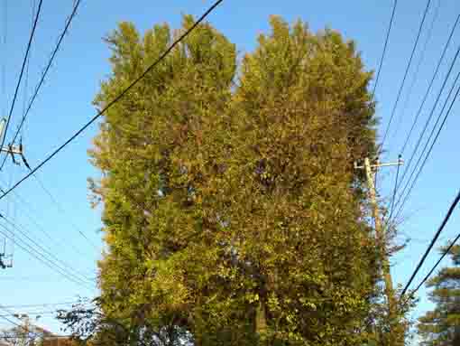 the big two gingko trees beside Himemiya