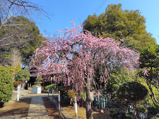 �ߘa�W�N�@�،o���F���~���O�̂�����~�P