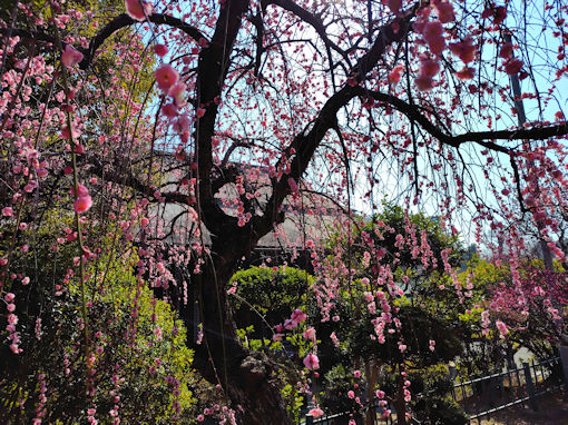 �ߘa�W�N�@�،o���F���~���O�̂�����~�Q