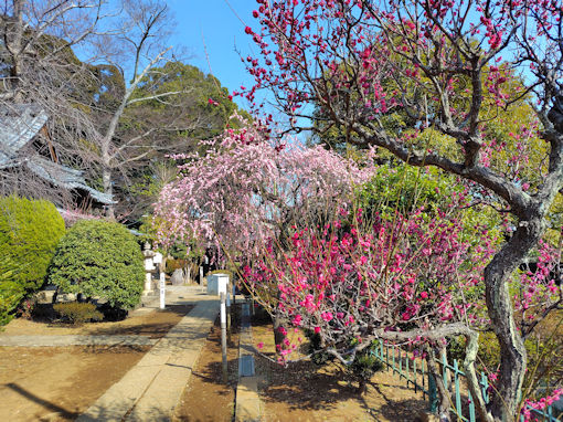 �ߘa�W�N�@�،o���F���~���O�̂�����~�S