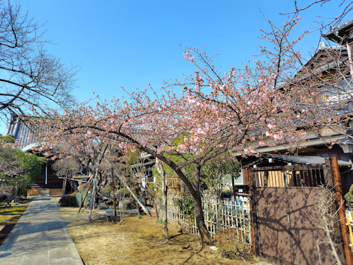 �ߘa�W�N�q��@�O���炫�̉͒Í��P