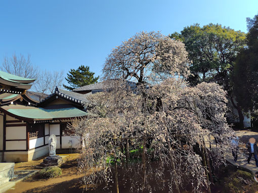 �ߘa�W�N�����قǍ炢�Ă�������@�̔~