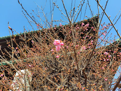 �ߘa�W�N�@�،o���m����O�ꊦ���̊J�ԂP