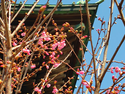 �ߘa�W�N�@�،o���m����O�ꊦ���̊J�ԂQ