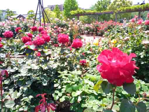 広尾防災公園のバラ園に咲くバラの花５