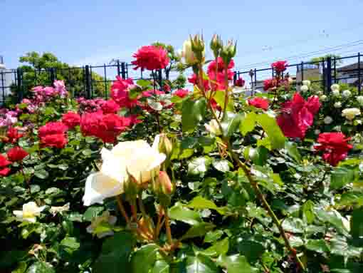 晴天の鹿骨花公園に咲くバラの花