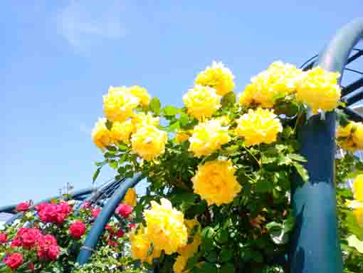 広尾防災公園を彩るバラの花1