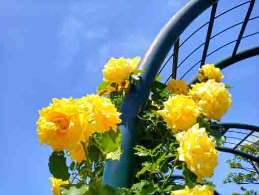 広尾防災公園のバラ園に咲くバラの花9