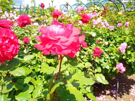 広尾防災公園を彩るバラの花5