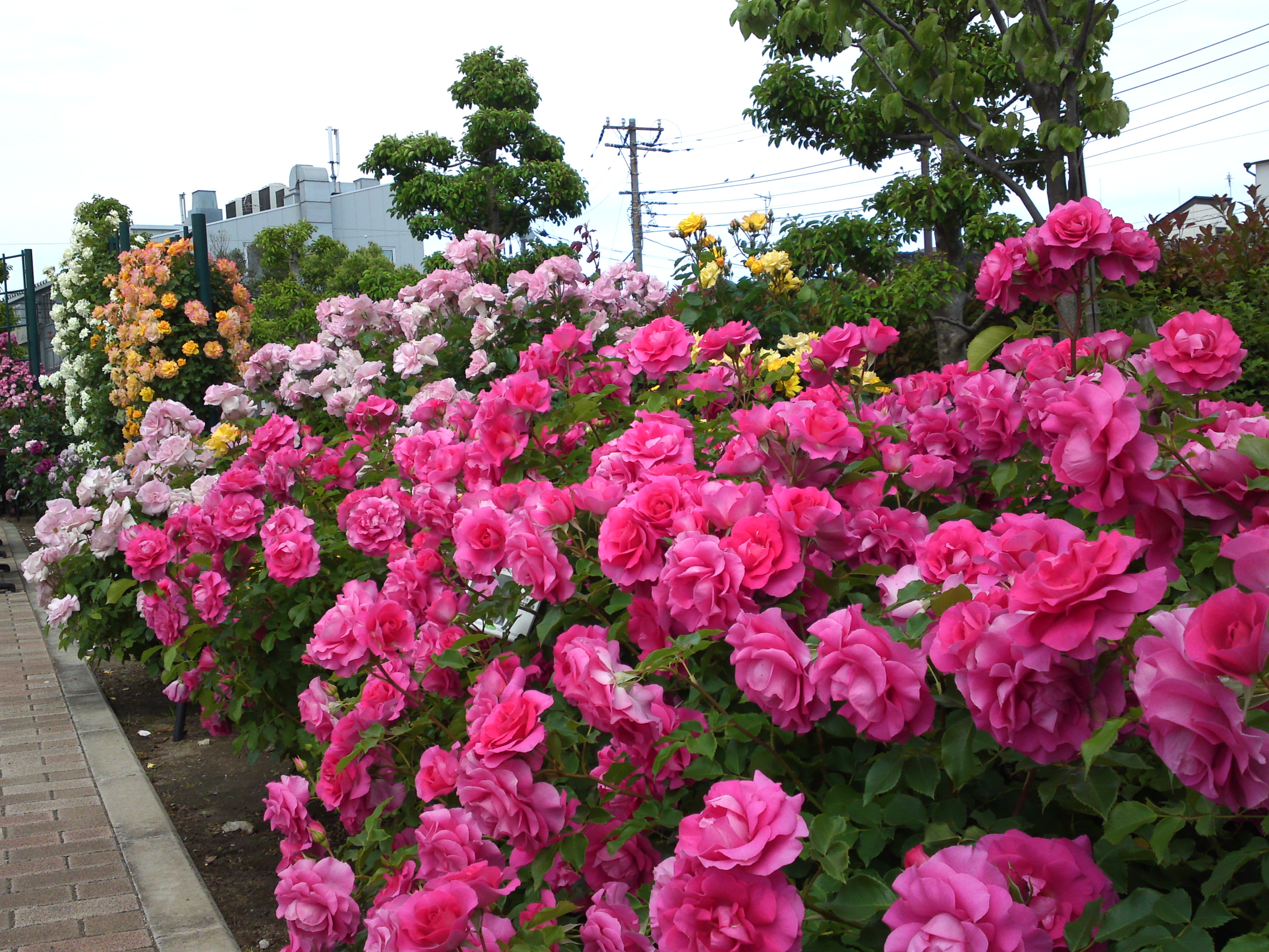 2018年広尾防災公園に咲くバラの花１０