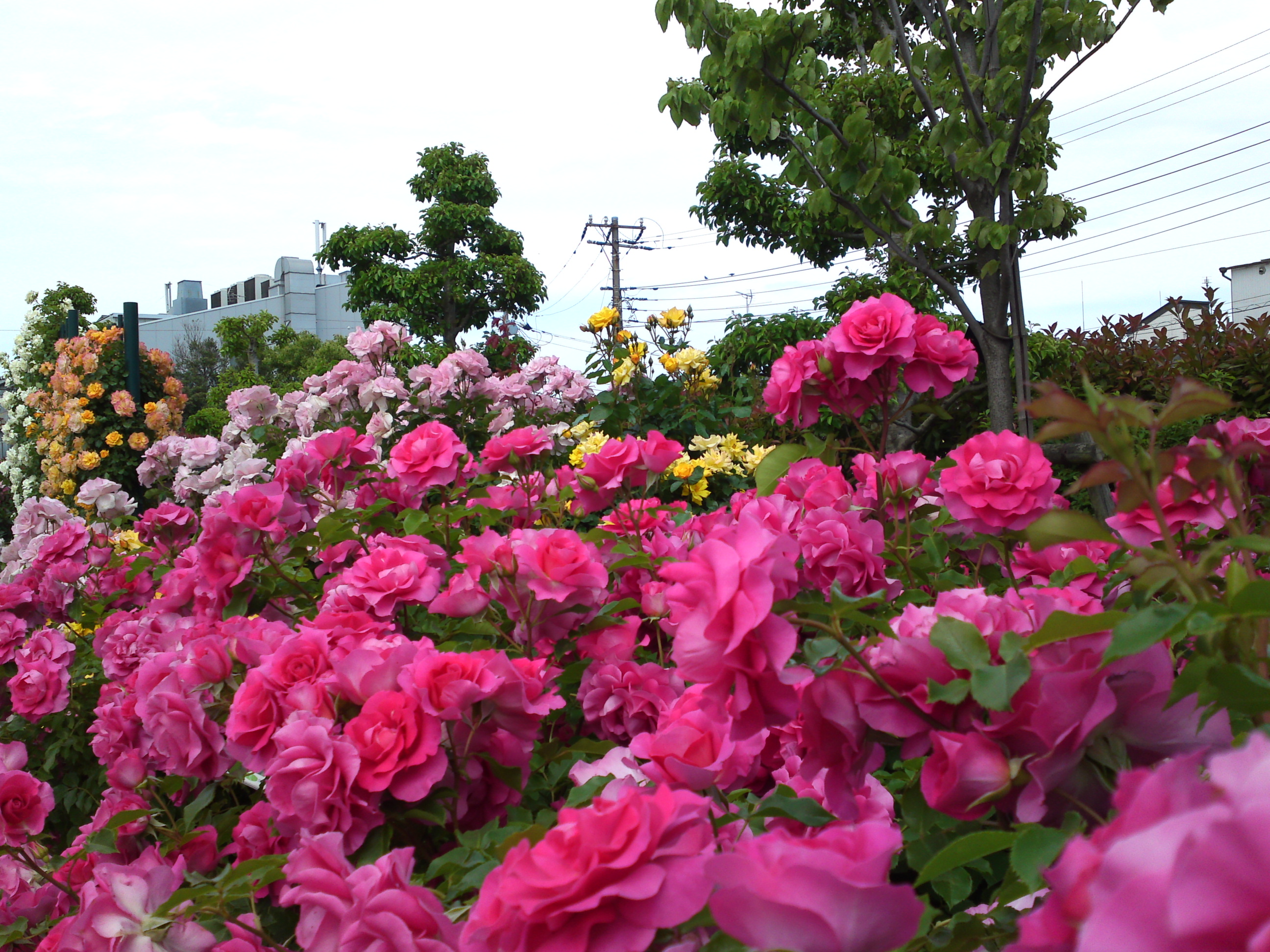 2018年広尾防災公園に咲くバラの花１１
