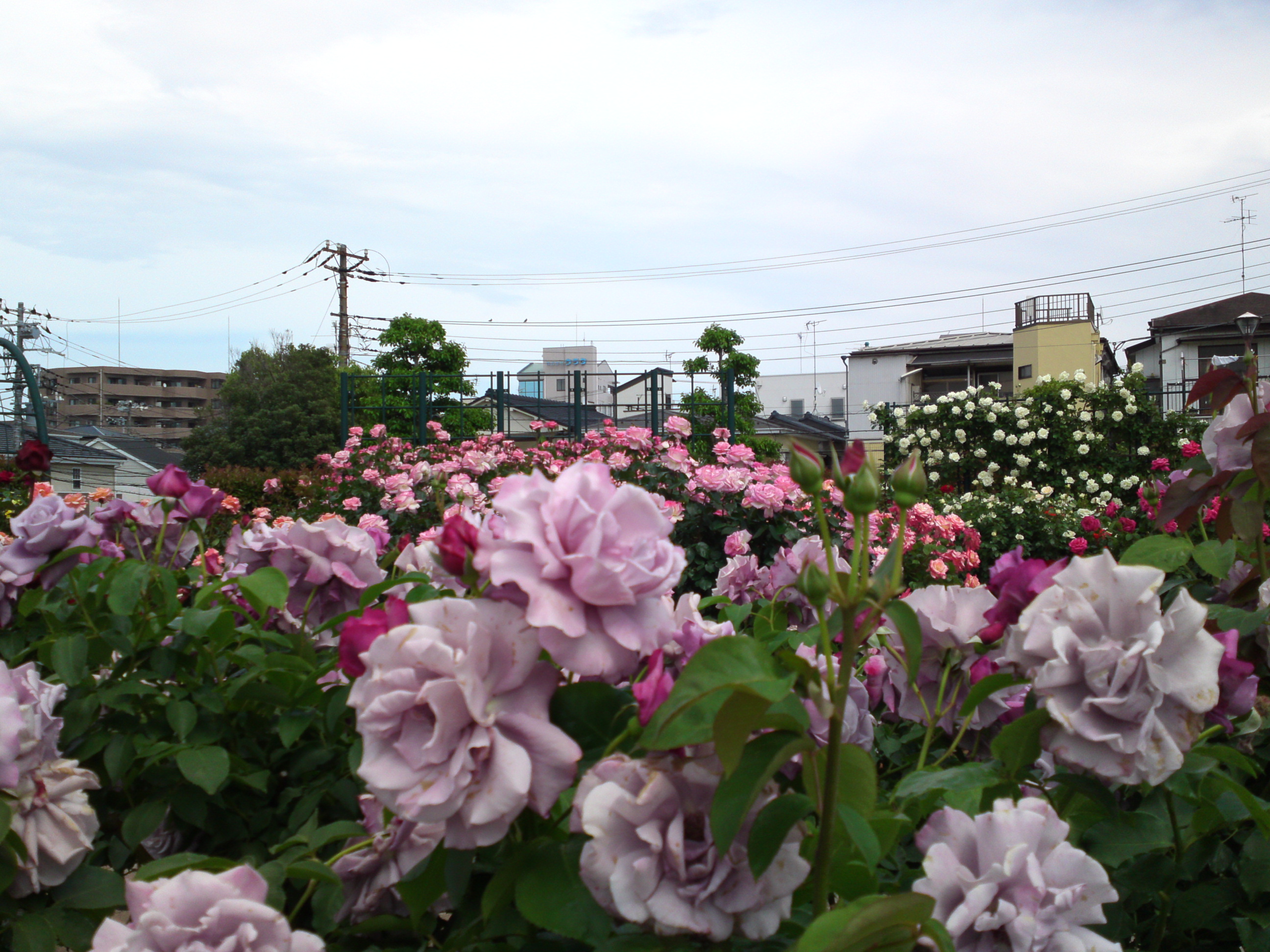 2018年広尾防災公園に咲くバラの花１３