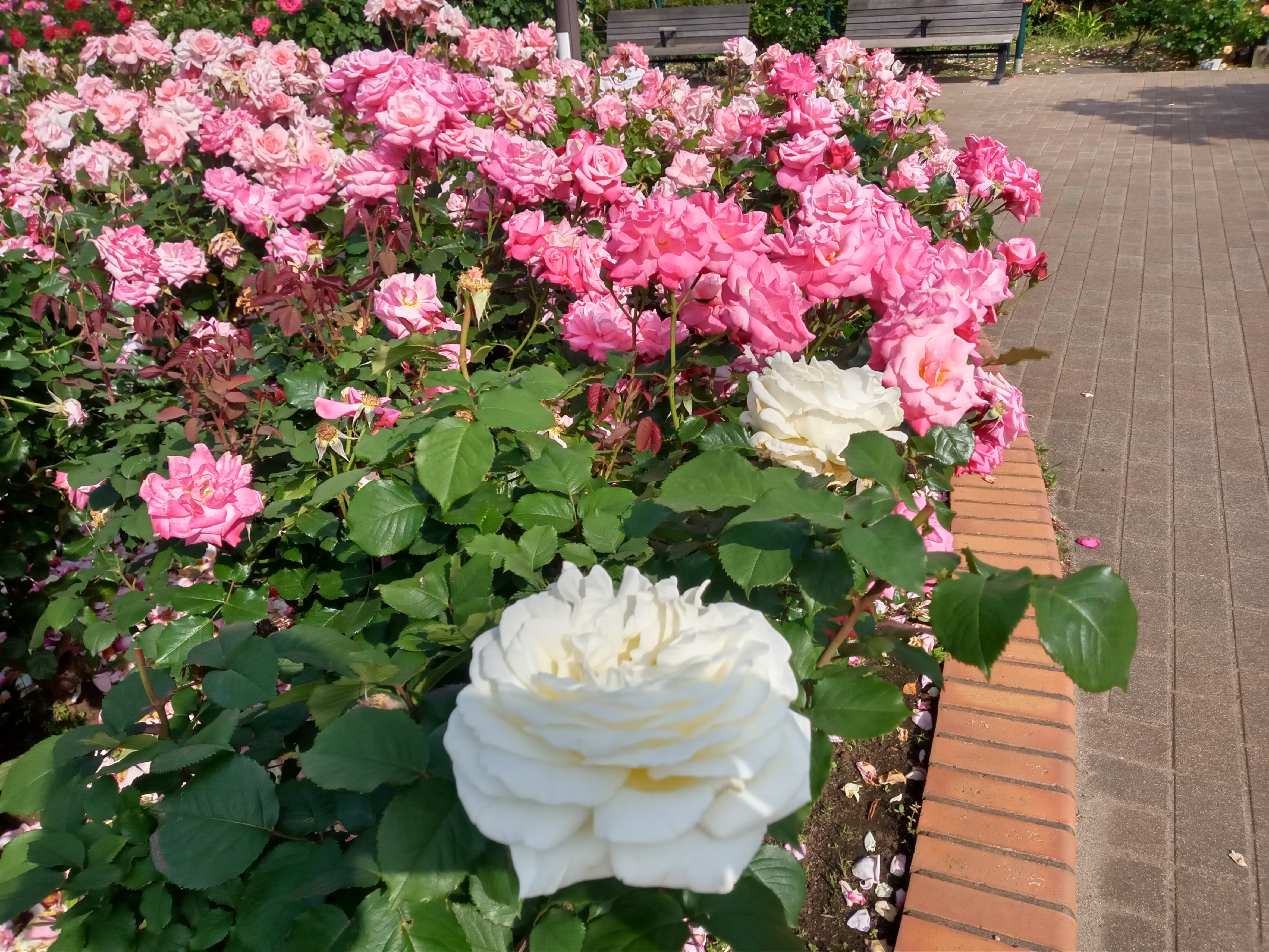 2021年広尾防災公園に咲くバラの花１７