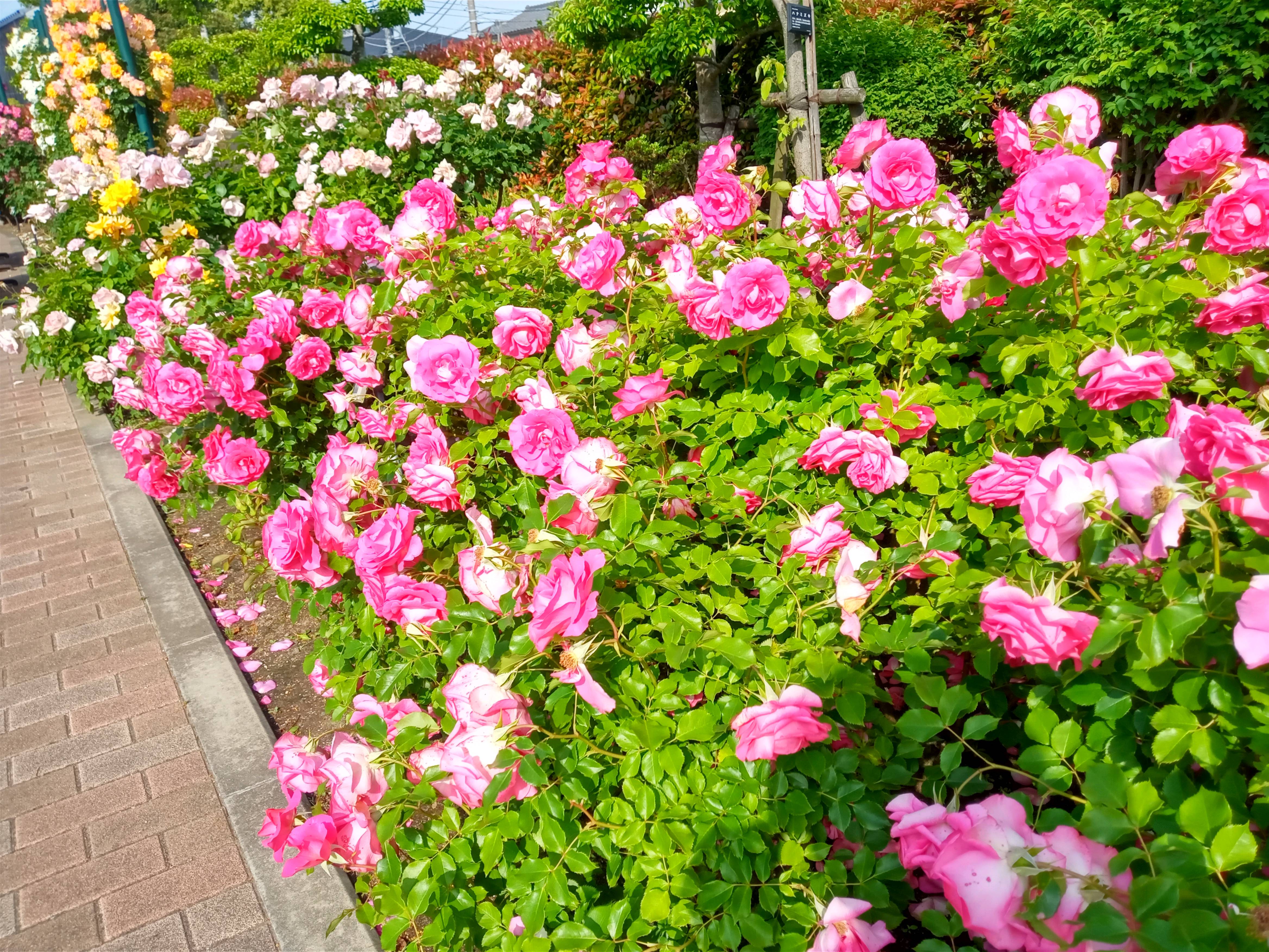 2021年広尾防災公園に咲くバラの花１９