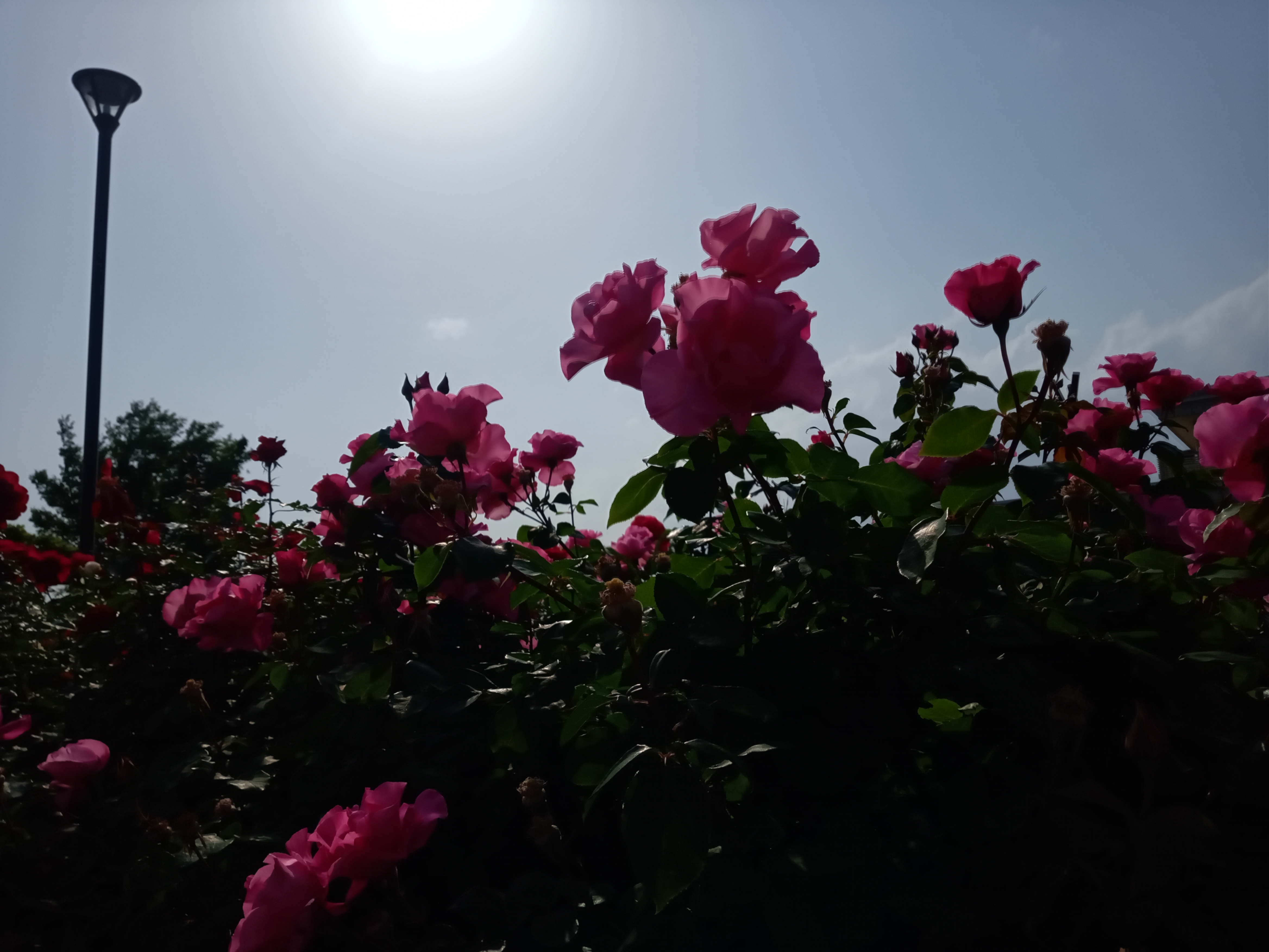 2021年広尾防災公園に咲くバラの花２０