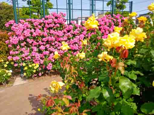 広尾防災公園のバラ園２