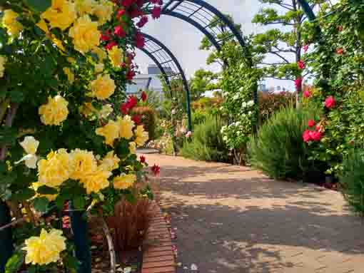 令和３年広尾防災公園に咲くバラの花⑤