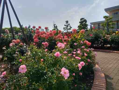 令和３年広尾防災公園に咲くバラの花⑩