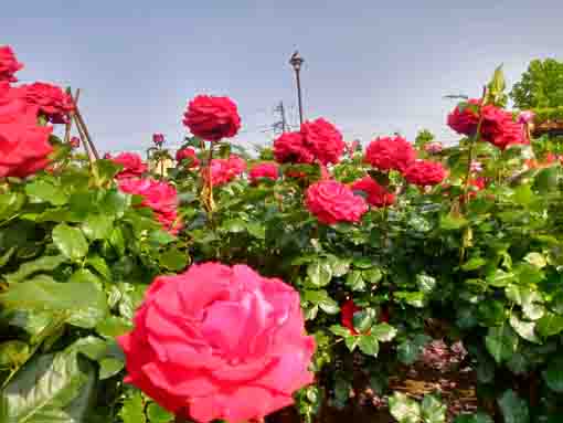 広尾防災公園のバラ園に咲くバラの花２