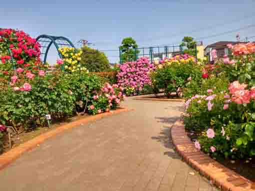 令和３年広尾防災公園に咲くバラの花②