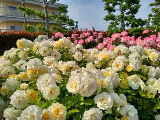 令和３年広尾防災公園に咲くバラの花⑧