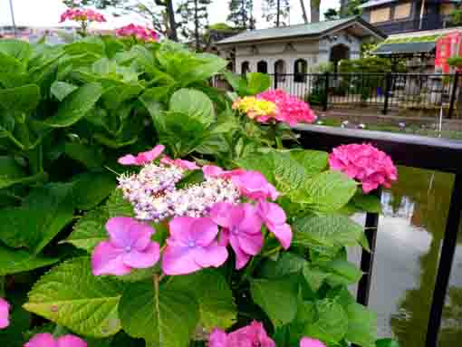 令和３年法華経寺竜王池に咲く紫陽花と菖蒲①