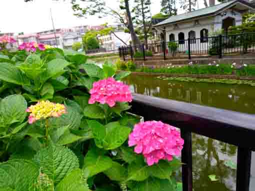 令和３年法華経寺竜王池に咲く紫陽花と菖蒲②