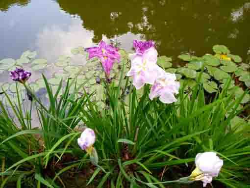 令和３年法華経寺竜王池に咲く紫陽花と菖蒲⑥