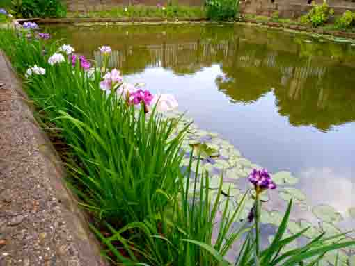 令和３年法華経寺竜王池に咲く紫陽花と菖蒲③