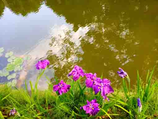 令和３年法華経寺竜王池に咲く紫陽花と菖蒲⑤