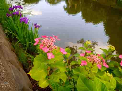 令和３年法華経寺竜王池に咲く紫陽花と菖蒲④