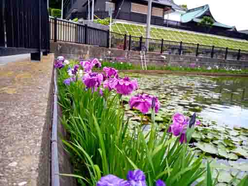 令和３年法華経寺竜王池に咲く紫陽花と菖蒲⑦