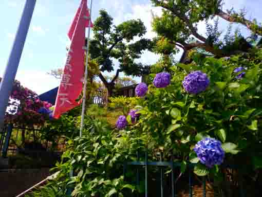令和３年法華経寺刹堂脇に咲く紫陽花の花