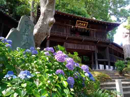 令和３年法華経寺宝殿門脇に咲く紫陽花の花