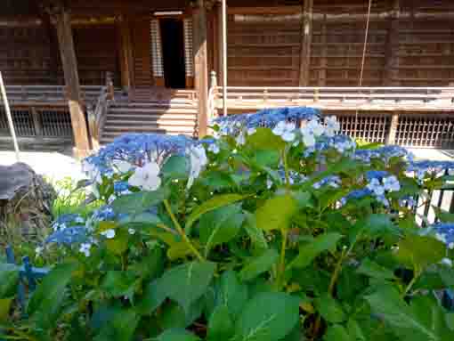 令和３年法華経寺祖師堂と紫陽花の花