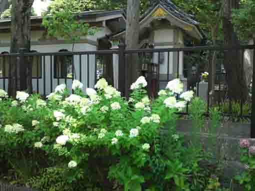 white hydrangeas on the ryuo-ike pond