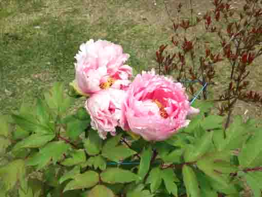 Peonies in front of Satsudo in Hokekyoji