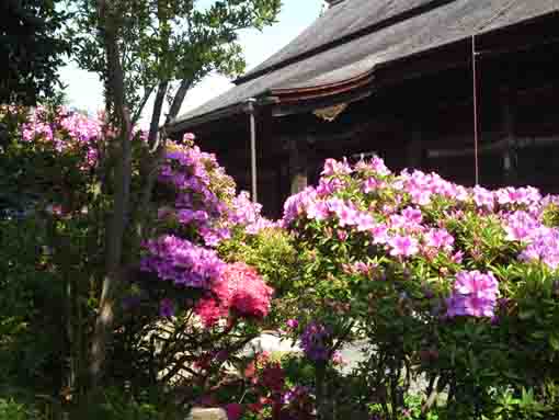 ツツジの花と法華経寺祖師堂