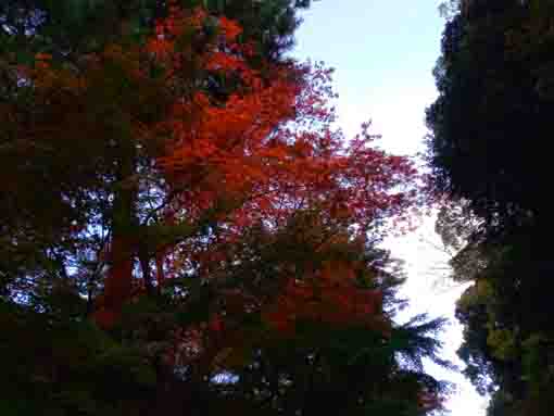 令和３年秋中山法華経寺五重塔裏の紅葉