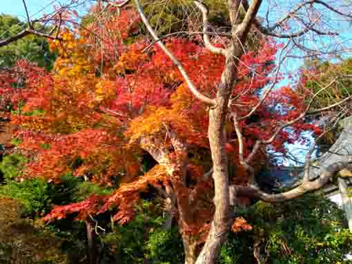 令和３年法華経寺法華堂と紅葉４