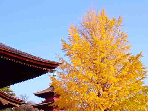 令和３年法華経寺祖師堂脇の公孫樹１