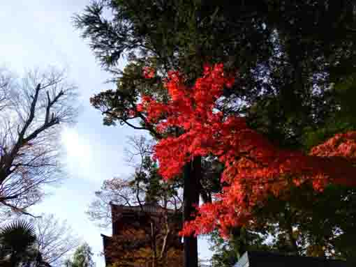 令和３年法華経寺五重塔裏の紅葉３