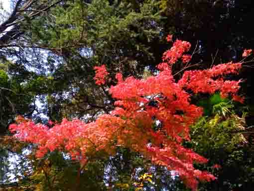 令和３年法華経寺五重塔裏の紅葉４