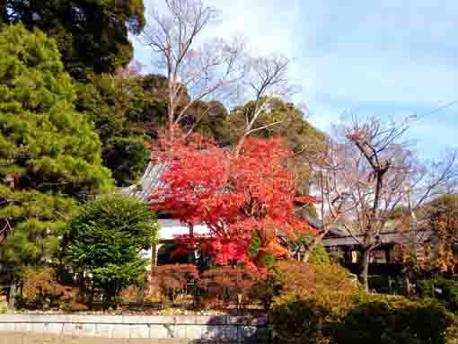 令和３年法華経寺法華堂と紅葉１