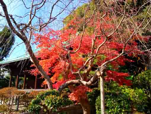 令和３年秋中山法華経寺法華堂脇紅葉